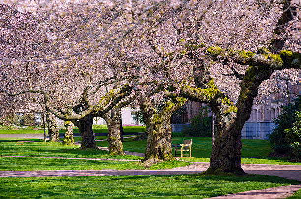 Cherry tree blossoms on a quiet country street.More colorful gardens: