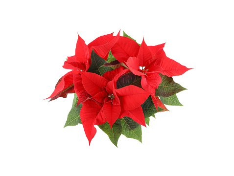 Blooming poinsettia in a flower pot on a white background. high angle view table top.