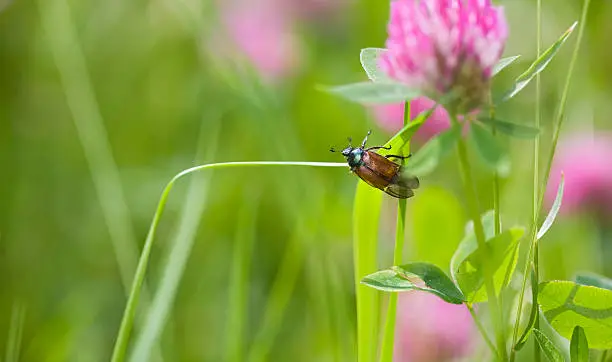a brown beetle crawling on a blade of grass to clover meadow