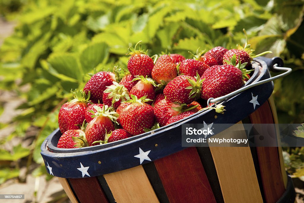 Strawberries A basket of farm fresh strawberries out in a field.Click Images To View This Lightbox Agriculture Stock Photo