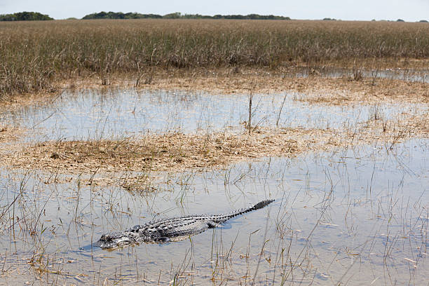 istock Alligator in the Everglades National Park 180754983