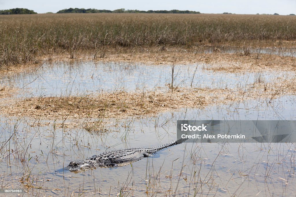 Alligator w Park Narodowy Everglades - Zbiór zdjęć royalty-free (Aligator)