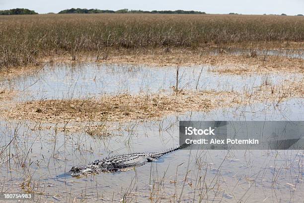 Alligator W Park Narodowy Everglades - zdjęcia stockowe i więcej obrazów Aligator - Aligator, Bagno, Dzikie zwierzęta