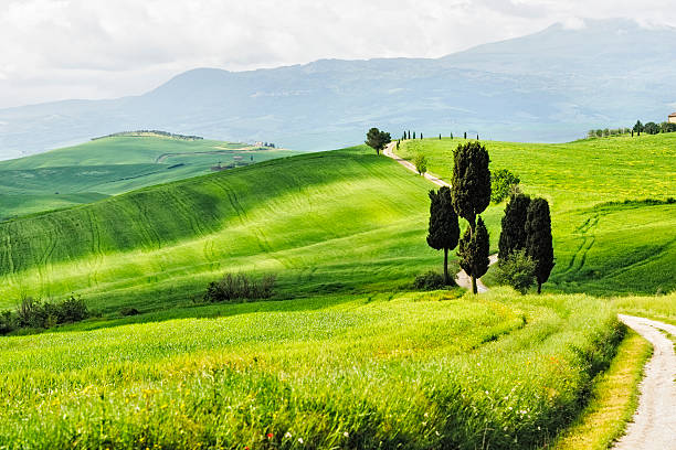 istock Rolling wheat field with a group of cypress trees 180755103