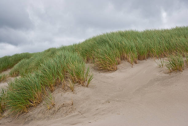 Sand Dunes and Grass The landscapes and seascapes of the Pacific Ocean are a constant source of inspiration for photographers. This picture of sand dunes, marram grass and gray cloudy sky is a typical yet beautful scene on the ocean. This scene was photographed on Bay Ocean Spit at Cape Meares, Oregon, USA. jeff goulden oregon coast stock pictures, royalty-free photos & images