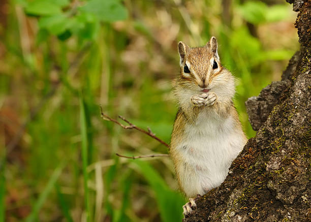 istock Closeup of a cute chipmunk on tree stump 180755171