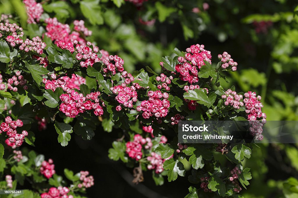 핑크 산사나무 꽃송이 수 있으며 연두빛 파울 왜고너의 스칼렛 Crataegus laevigata - 로열티 프리 산사나무 스톡 사진