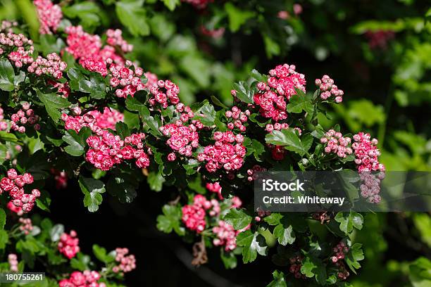 핑크 산사나무 꽃송이 수 있으며 연두빛 파울 왜고너의 스칼렛 Crataegus Laevigata 산사나무에 대한 스톡 사진 및 기타 이미지