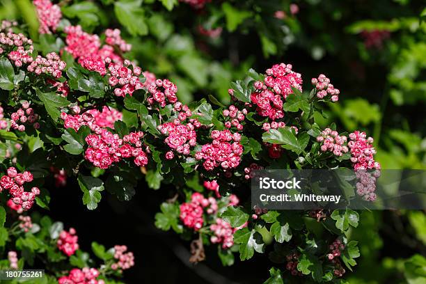 Foto de Rosa Hawthorn Blossom Podem Na Primavera Pauls Scarlet Crataegus Laevigata e mais fotos de stock de Pilritreiro