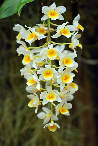 pigna-come raceme dendrobium - dendrobium tropical flower front view plant foto e immagini stock