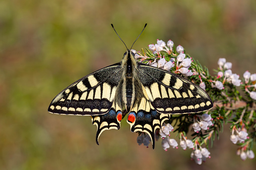 The wonderful Swallowtail butterfly (Papilio machaon)