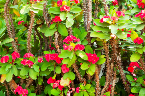 Euphorbia Milii Crown of Thorns Plant in Thailand.