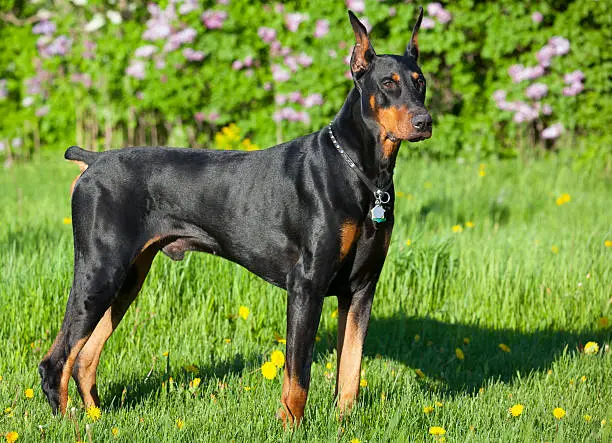 Photo of Noble Doberman Pinscher in Spring Field With Flowers