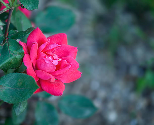 Single Rose Flower stock photo