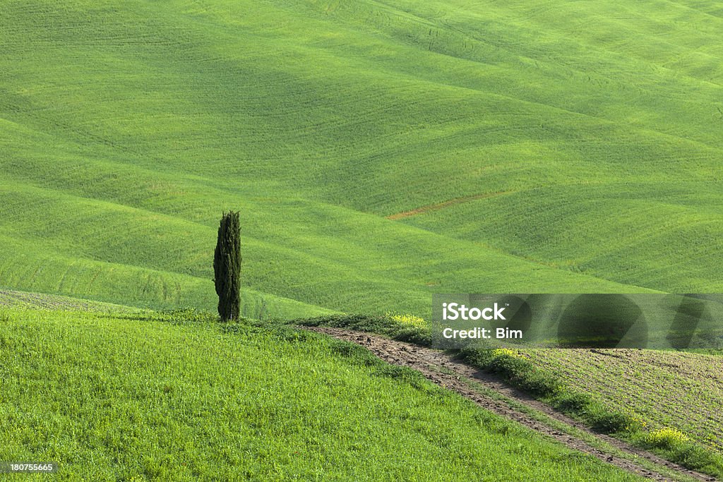 Cipresso solitario, colline ondulate, Strada di campagna, Toscana, Italia - Foto stock royalty-free di Agricoltura