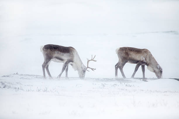 istock Grazing reindeer in the snow storm Norway 180755758