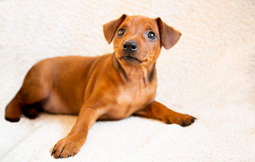 A shorthair puppy lies on a light background. The muzzle of a brown puppy