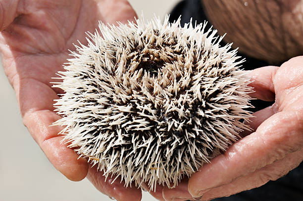 sea urchin in hand stock photo