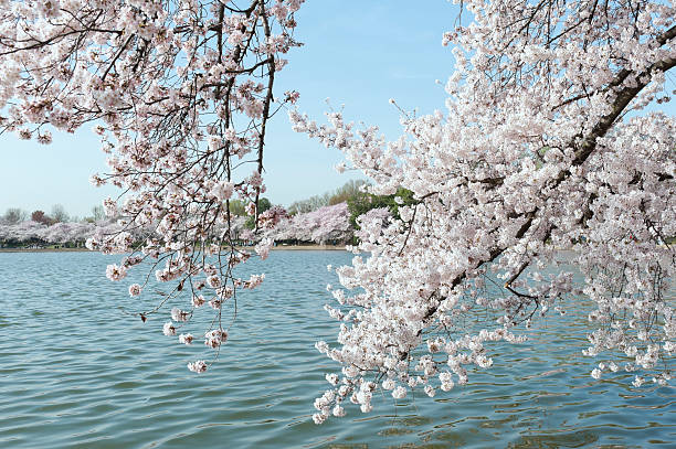 istock cherry blossom in spring at tidal basin, washington 180755841