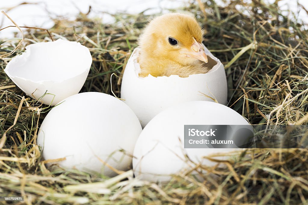 Baby bird hatching from egg Baby chick hatching in nest Animal Egg Stock Photo