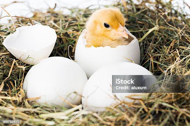 Baby Bird Hatching From Egg Stock Photo - Download Image Now - Animal Egg, Baby Chicken, Hatching