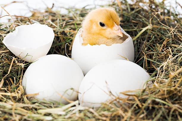 pássaro bebê hachura de ovo - hatching - fotografias e filmes do acervo