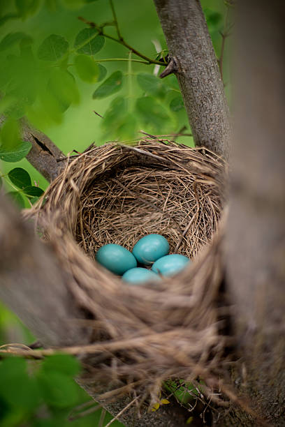 robin's nest - american robin zdjęcia i obrazy z banku zdjęć