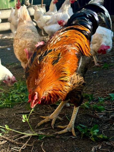 istock rooster in the farm 1807564875
