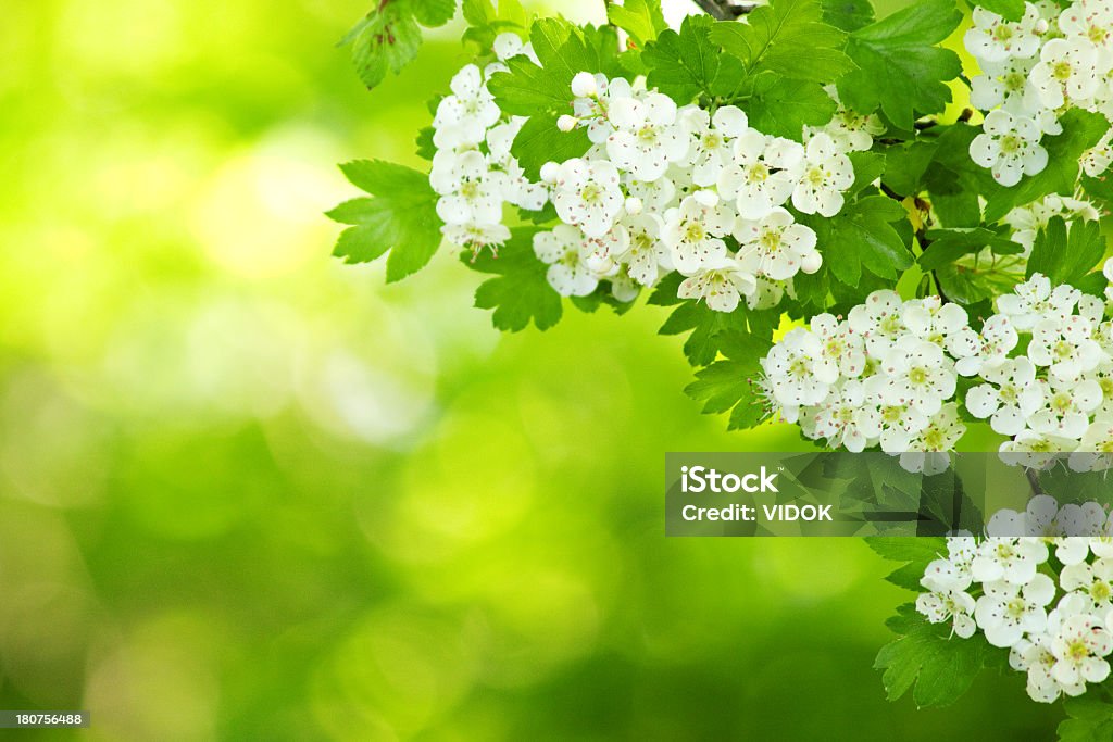 Crataegus. - Lizenzfrei Ast - Pflanzenbestandteil Stock-Foto