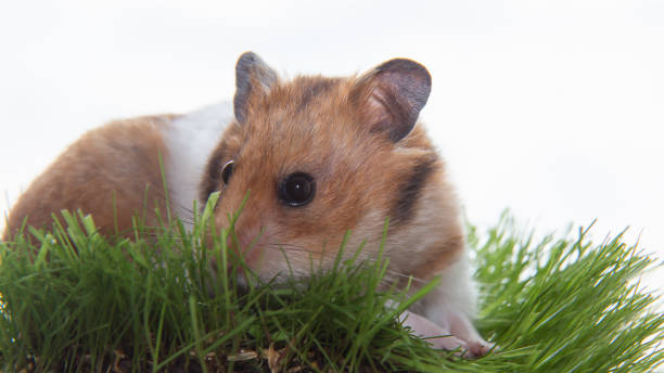 A Syrian hamster on the green grass. A small pet.