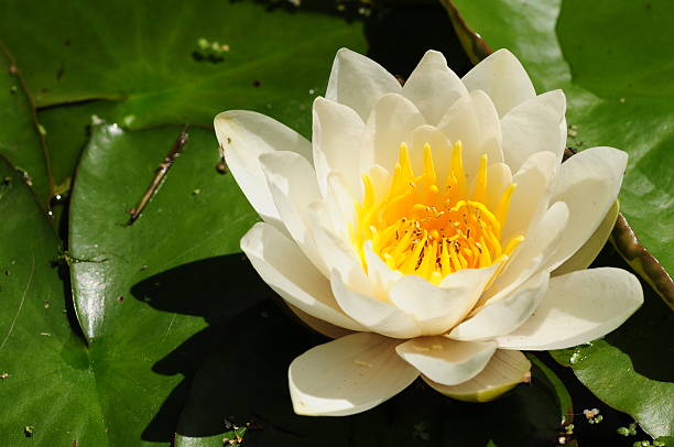 istock Lotus flower, Jersey. 180756716