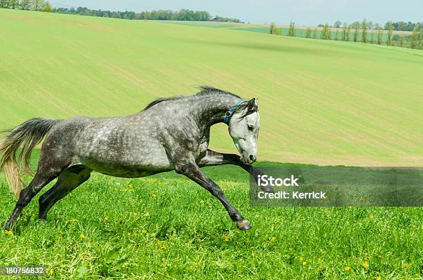 Warmblood Pferd Im Galoppmare Stockfoto und mehr Bilder von Agrarbetrieb - Agrarbetrieb, Aktivitäten und Sport, Bewegung