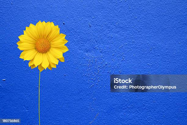 Margaridaamarela - Fotografias de stock e mais imagens de Amarelo - Amarelo, Ao Ar Livre, Azul