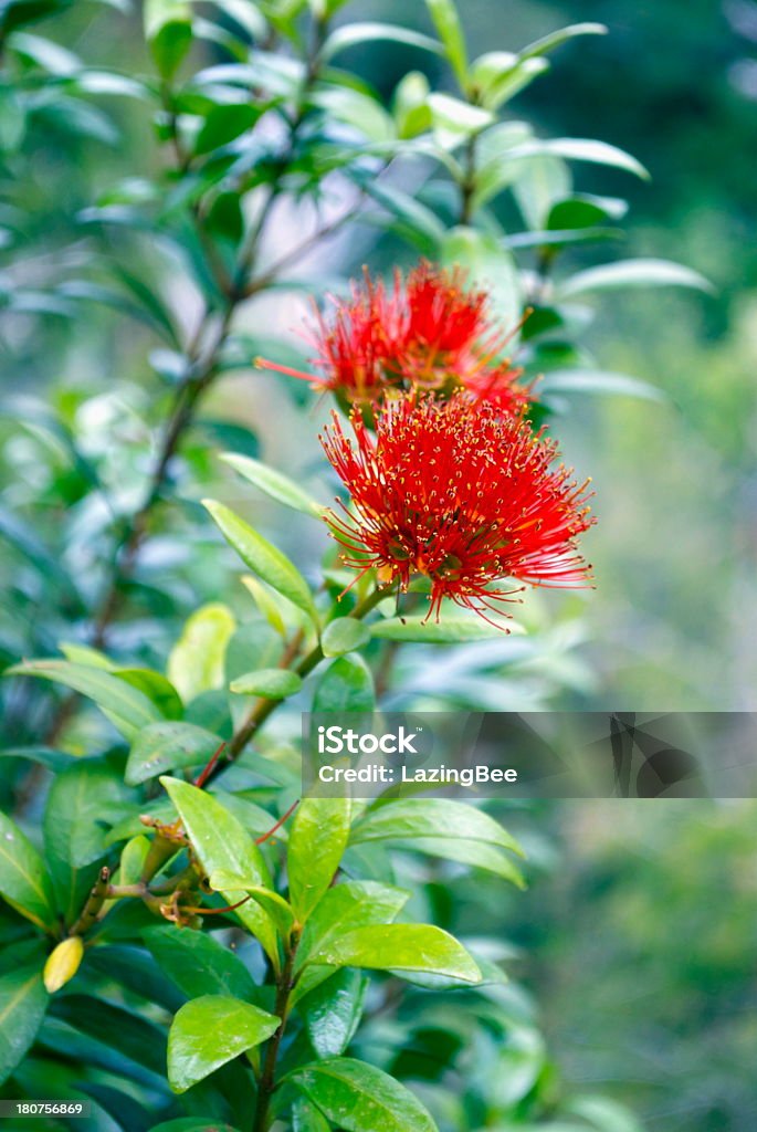 Rata in Bloom (Metrosideros Umbellata)  Arthur's Pass National Park Stock Photo