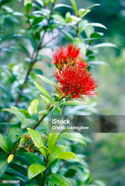 Rata In Bloom Stock Photo - Download Image Now - Arthur's Pass National Park, Australasia, Blossom