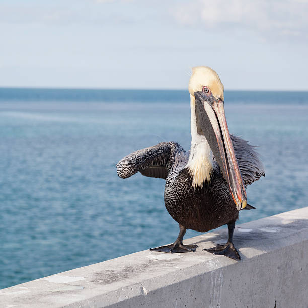istock Pelican on the Seven Mile Bridge 180756949