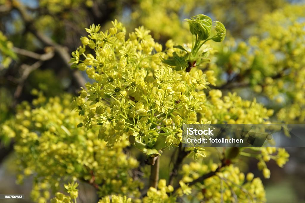 Blühende Spitzahorn (Acer platanoides) - Lizenzfrei Ahorn Stock-Foto