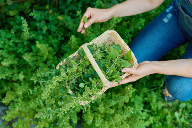 istock Hands with harvest aromatic fresh Lemon balm mint Melissa officinalis herbs in basket 1807571156