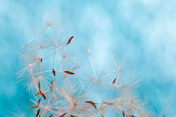 istock Macro Shot Of Dandelion Seed 180757294