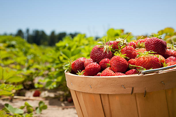 Strawberries stock photo