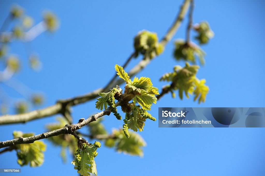 Junge Eiche Blätter - Lizenzfrei Blau Stock-Foto