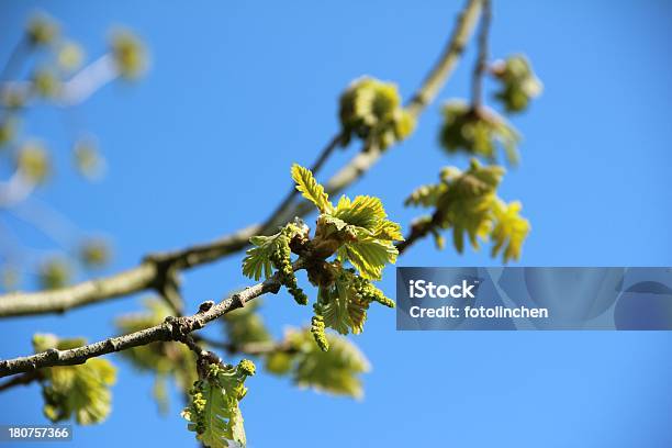 Junge Eiche Blätter Stockfoto und mehr Bilder von Blau - Blau, Eichenblatt, Himmel