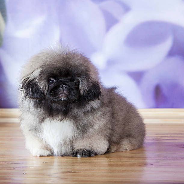 istock Pekinese puppy 180757449