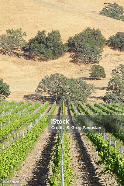 Виноградник Пейзаж — стоковые фотографии и другие картинки Los Olivos - California - Los Olivos - California, Без людей, Вертикальный
