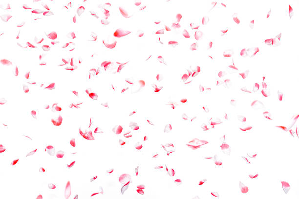 bianco e rosa petali di rosa artificiale coriandoli cadendo, isolato - petalo di rosa foto e immagini stock