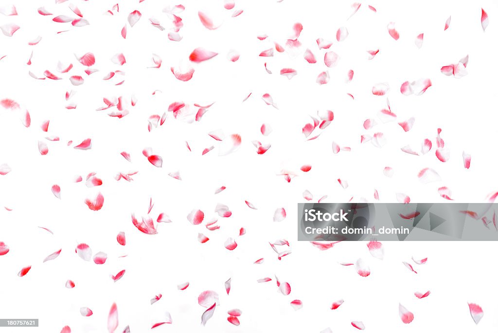 White and pink artificial rose petals confetti falling, isolated "White and pink artificial rose petals confetti falling, isolated on white background. Perfect for Weddings, Engagements, Valentine's Days." Rose Petals Stock Photo