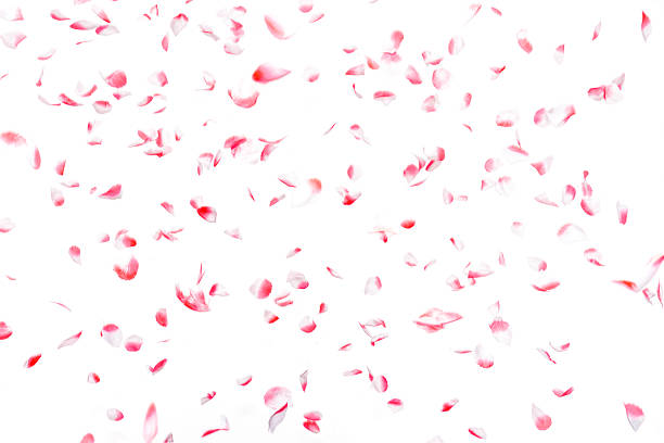 White and pink artificial rose petals confetti falling, isolated stock photo