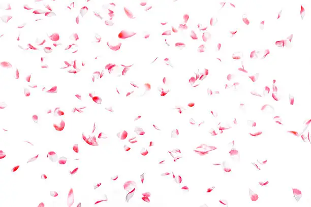 Photo of White and pink artificial rose petals confetti falling, isolated