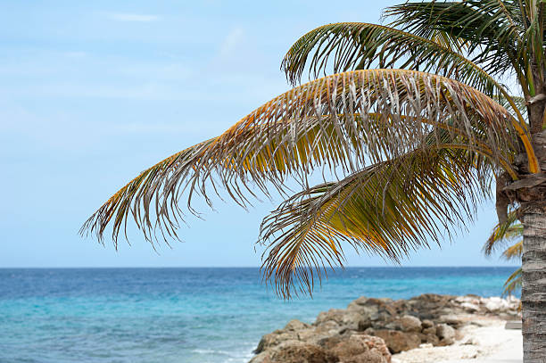 istock palm tree at the caribbean sea 180757716