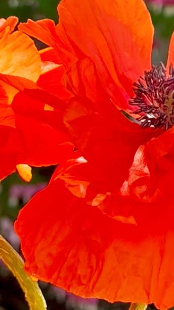 экстремальный крупный план красивый красный восточный маковый фон - oriental poppy poppy leaf close up стоковые фото и изображения